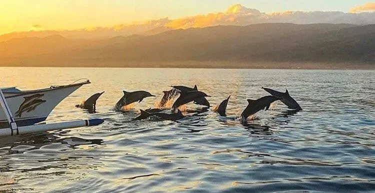 Dolphin Watching Tour - Popular tour package by Bali Bagus Journey