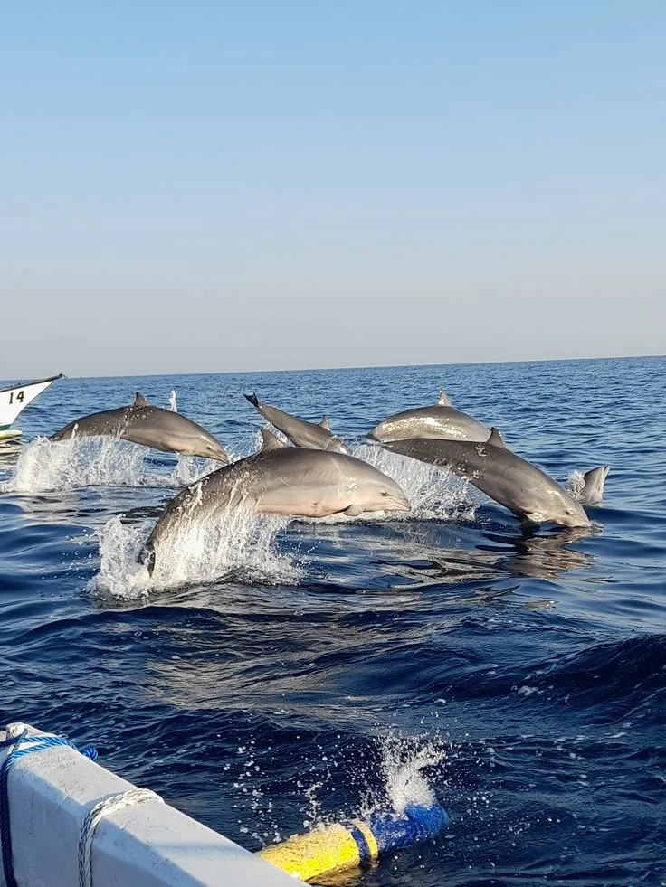 Dolphin Watching Tour