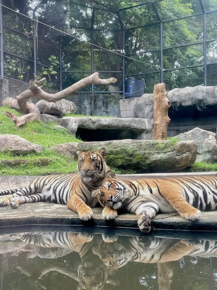 Breakfast with Orangutans & Bali Zoo