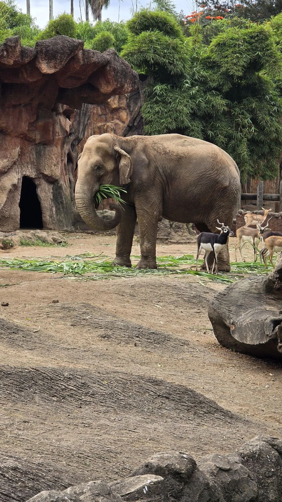 Breakfast with Orangutans & Bali Zoo