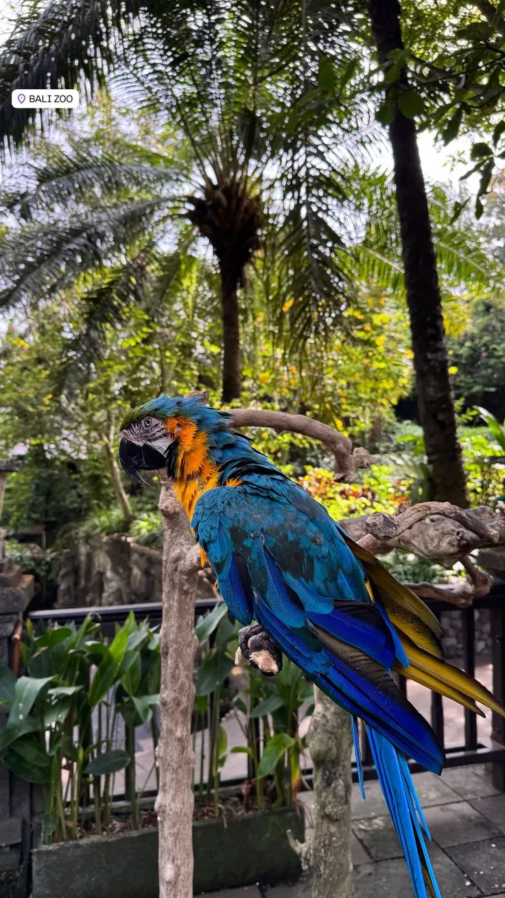 Breakfast with Orangutans & Bali Zoo